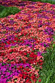 IMPATIENS WALLERIANA SUPER ELFIN SAMBA MIX