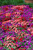 IMPATIENS WALLERIANA SUPER ELFIN SAMBA MIX