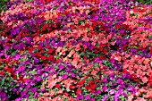 IMPATIENS WALLERIANA SUPER ELFIN SAMBA MIX