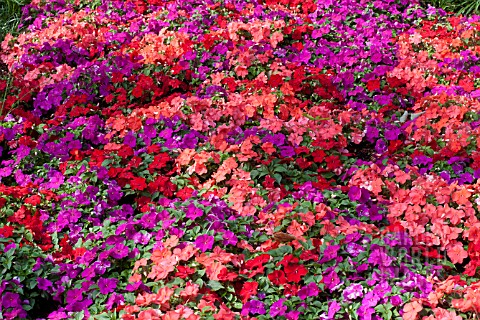 IMPATIENS_WALLERIANA_SUPER_ELFIN_SAMBA_MIX