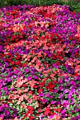 IMPATIENS WALLERIANA SUPER ELFIN SAMBA MIX