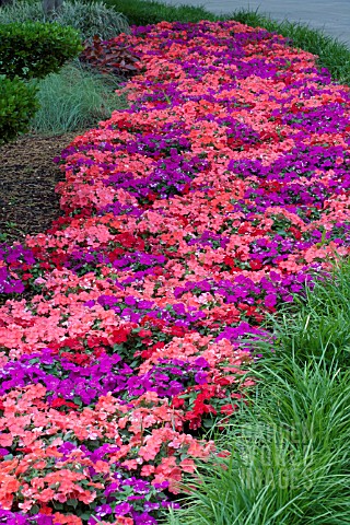 IMPATIENS_WALLERIANA_SUPER_ELFIN_SAMBA_MIX