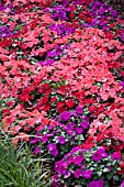 IMPATIENS WALLERIANA SUPER ELFIN SAMBA MIX