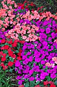 IMPATIENS WALLERIANA SUPER ELFIN SAMBA MIX