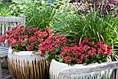 KALANCHOE IN PLANTERS