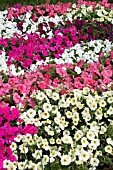 PETUNIA CARPET MIX