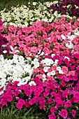 PETUNIA CARPET MIX