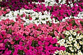 PETUNIA CARPET MIX