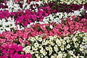 PETUNIA CARPET MIX