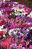 PETUNIA TOTAL MADNESS MIX