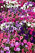 PETUNIA TOTAL MADNESS MIX