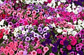 PETUNIA TOTAL MADNESS MIX