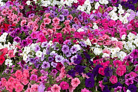 PETUNIA_TOTAL_MADNESS_MIX