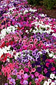 PETUNIA TOTAL MADNESS MIX