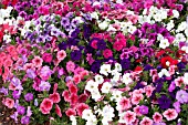 PETUNIA TOTAL MADNESS MIX