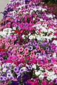 PETUNIA TOTAL MADNESS MIX