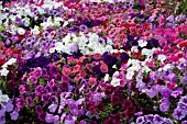 PETUNIA TOTAL MADNESS MIX