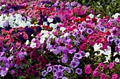 PETUNIA TOTAL MADNESS MIX