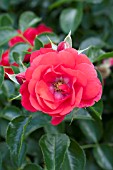 ROSA FLOWER CARPET SCARLET SUPREME