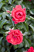 ROSA FLOWER CARPET SCARLET SUPREME