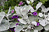 SENECIO AND CALIBRACHOA