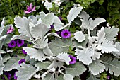 SENECIO AND CALIBRACHOA