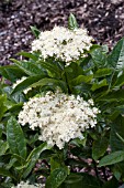 VIBURNUM NUDUM BRANDYWINE