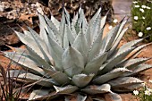 AGAVE PALMERI