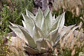 AGAVE PALMERI