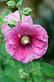 ALCEA ROSEA PINK