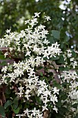 CLEMATIS PANICULATA