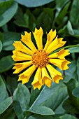 COREOPSIS JETHRO TULL