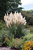 CORTADERIA SELLOANA