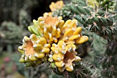 CYLINDROPUNTIA IMBRICATA CHOLLA