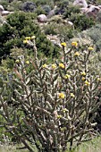 CYLINDROPUNTIA IMBRICATA CHOLLA