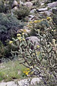 CYLINDROPUNTIA IMBRICATA CHOLLA