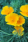 ESCHSCHOLZIA CALIFORNICA