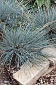 FESTUCA IDAHOENSIS SISKIYOU BLUE