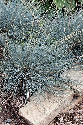 FESTUCA_IDAHOENSIS_SISKIYOU_BLUE