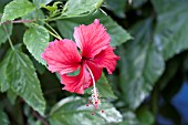 HIBISCUS ROSA-SINENSIS VARIEGATA