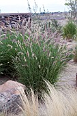 PENNISETUM KARLEY ROSE