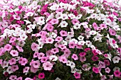 PETUNIA MIX