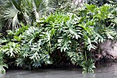 PHILODENDRON SELLOUM