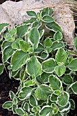 PLECTRANTHUS AMBOINICUS VARIEGATA