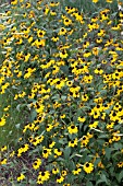 RUDBECKIA TRILOBA