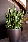 SANSEVIERIA TRIFASCIATA