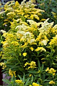 SOLIDAGO LITTLE LEMON