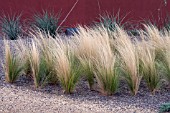 STIPA TENUISSIMA