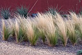 STIPA TENUISSIMA