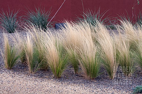 STIPA_TENUISSIMA